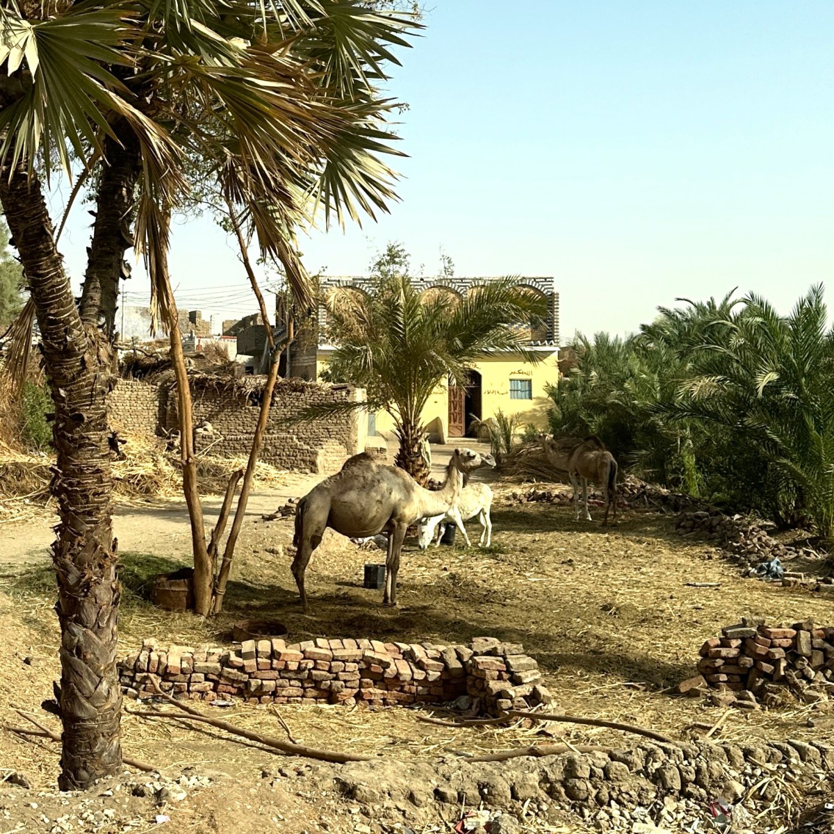 Luxor, day three, April 2024